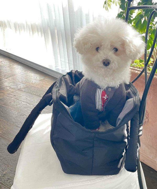 ふわかるっDOGキャリー | AS KNOW AS オンラインショップ