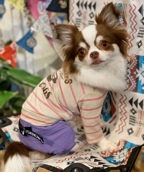 NLAホットドッグロンT | AS KNOW AS オンラインショップ