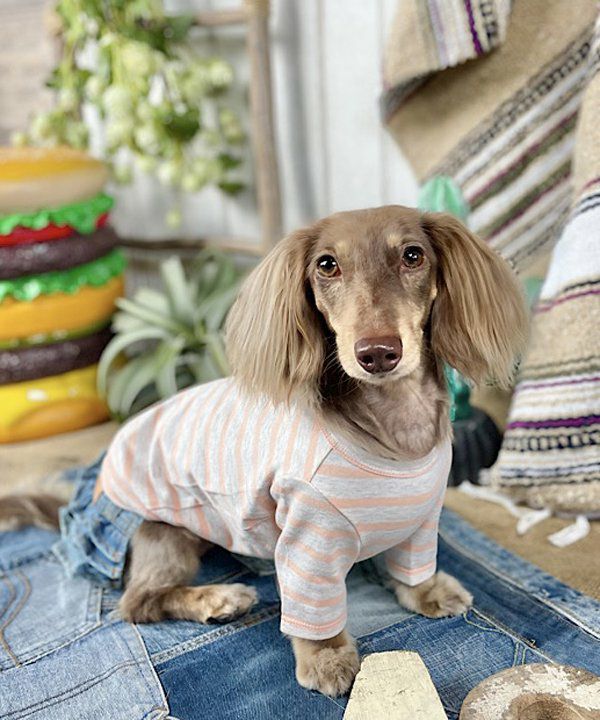 デワン | 愛犬とママ パパのお揃いコーデも取り扱う犬服通販サイト