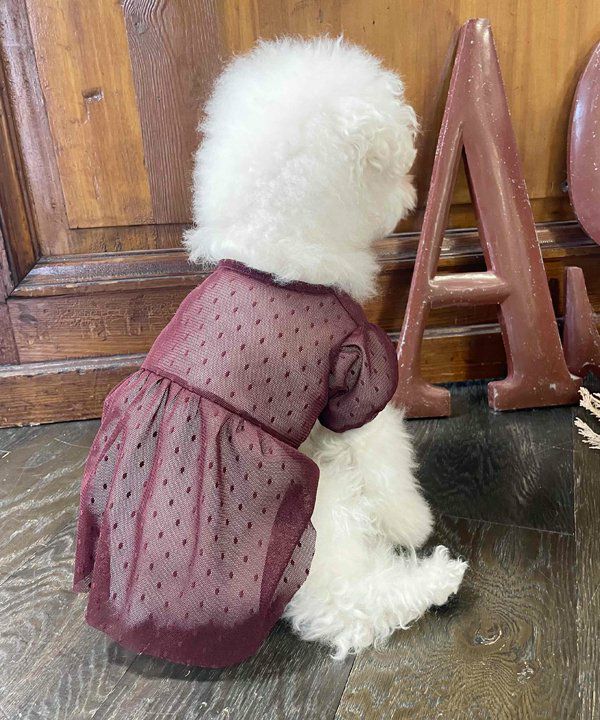 デワン | 愛犬とママ パパのお揃いコーデも取り扱う犬服通販サイト