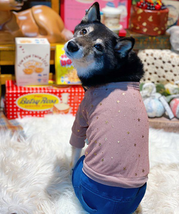 アズノウアズデワン限定ASベアー、パンツセット デワン | 愛犬とママ パパのお揃いコーデも取り扱う犬服通販サイト