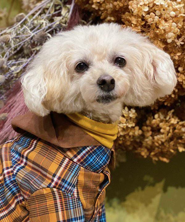 NアンニュイホットTT | AS KNOW AS オンラインショップ