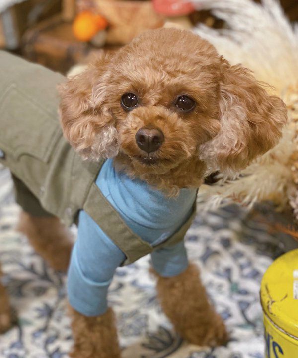 NアンニュイホットTT | AS KNOW AS オンラインショップ