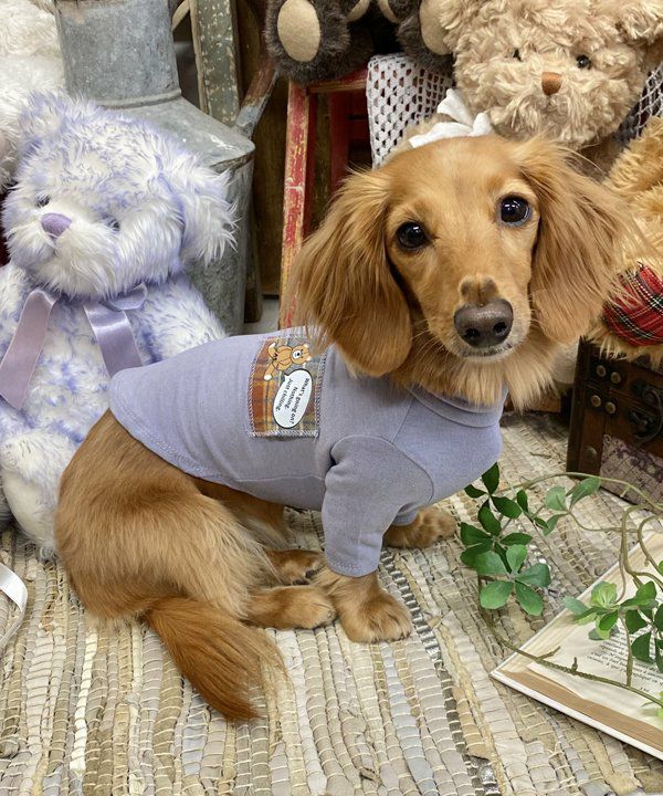 プルオーバー | アズノゥアズ レディース服のファッション通販サイト