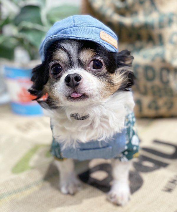 その他グッズ | アズノゥアズ レディース服のファッション通販サイト