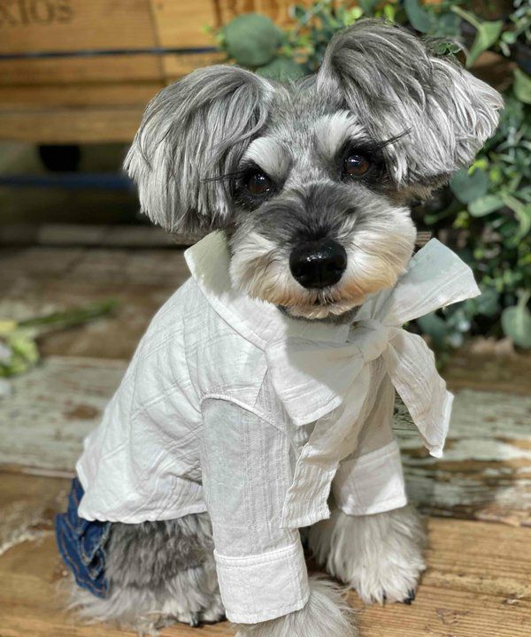 NリボンボウタイSH | AS KNOW AS オンラインショップ