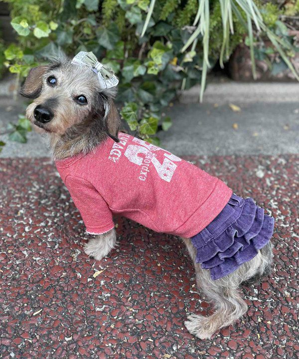 デワン | 愛犬とママ パパのお揃いコーデも取り扱う犬服通販サイト
