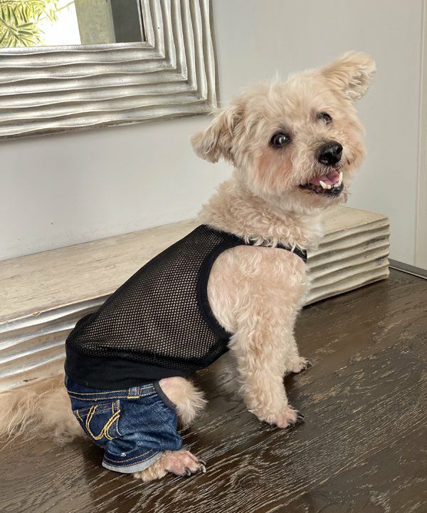 Ask how asデニムとカーキのセット 小型犬用 NBasicメッシュKM | AS KNOW AS オンラインショップ