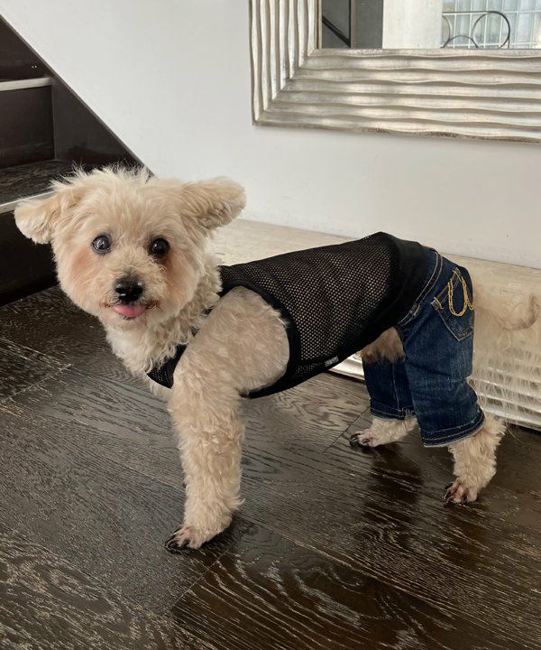 Ask how asデニムとカーキのセット 小型犬用 NBasicメッシュKM | AS KNOW AS オンラインショップ