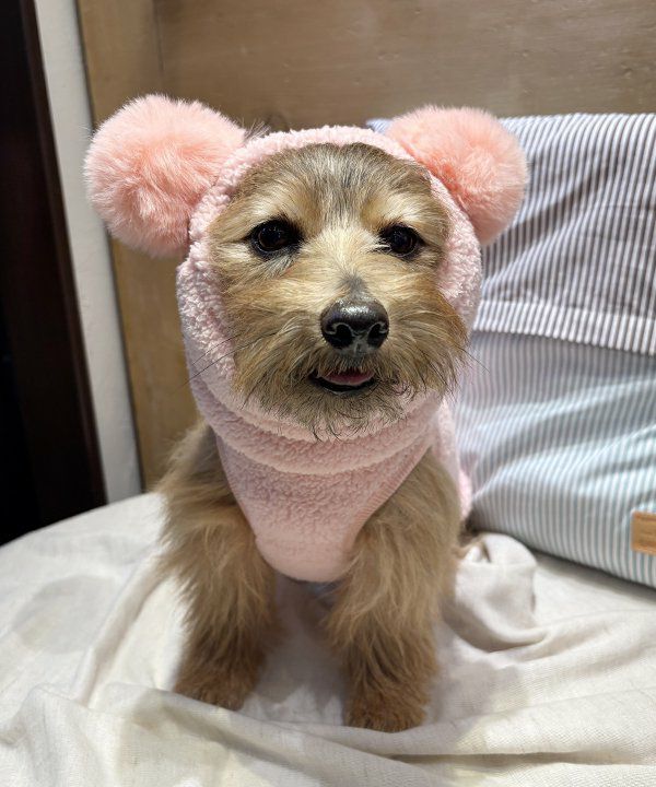 その他グッズ | アズノゥアズ レディース服のファッション通販サイト