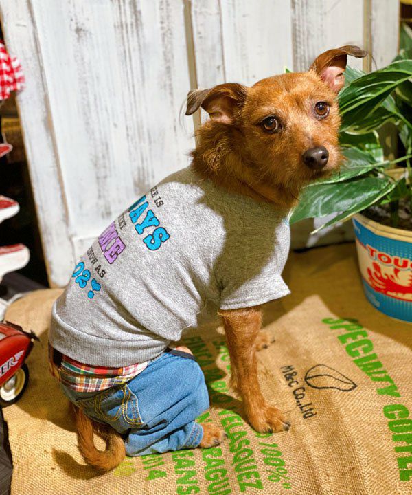 ふわかるっDOGキャリー | AS KNOW AS オンラインショップ