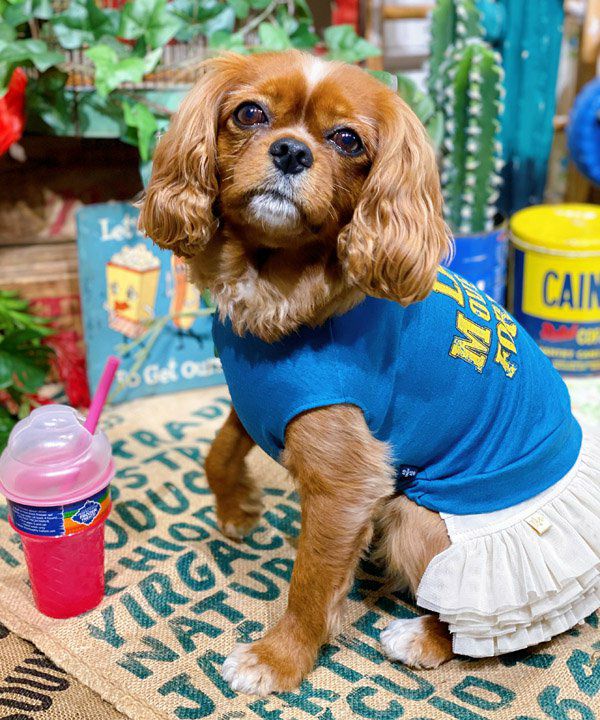 レオパード柄サロペPT | AS KNOW AS オンラインショップ