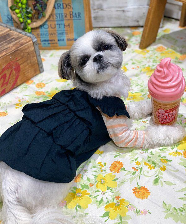 デワン | 愛犬とママ パパのお揃いコーデも取り扱う犬服通販サイト