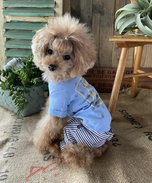 NベルトリボンストラPT | AS KNOW AS オンラインショップ