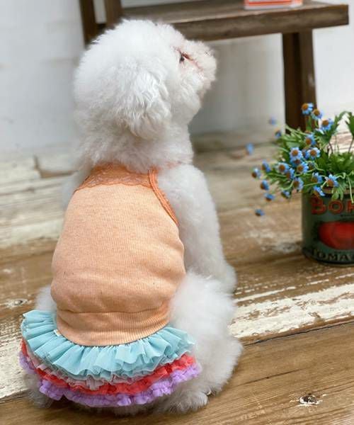 NベルトリボンストラPT | AS KNOW AS オンラインショップ