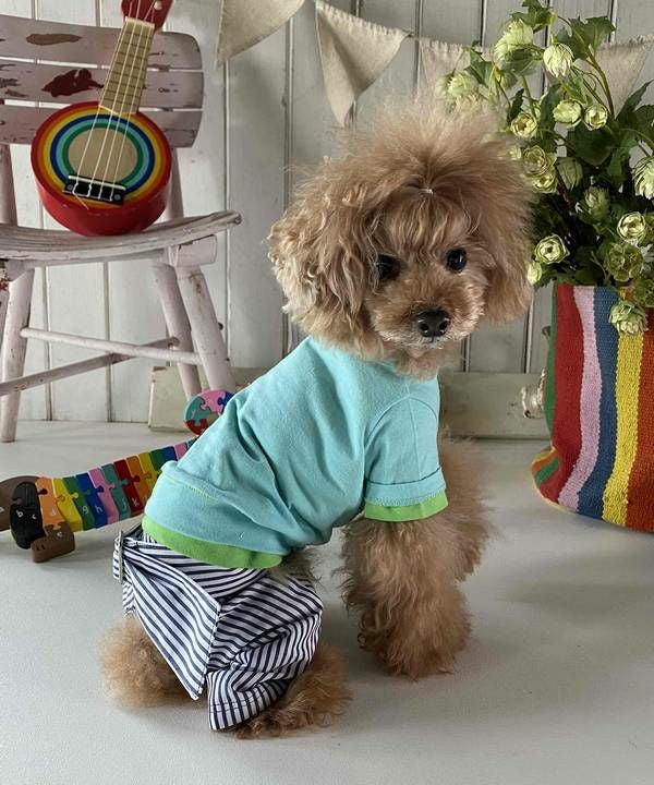 NベルトリボンストラPT | AS KNOW AS オンラインショップ