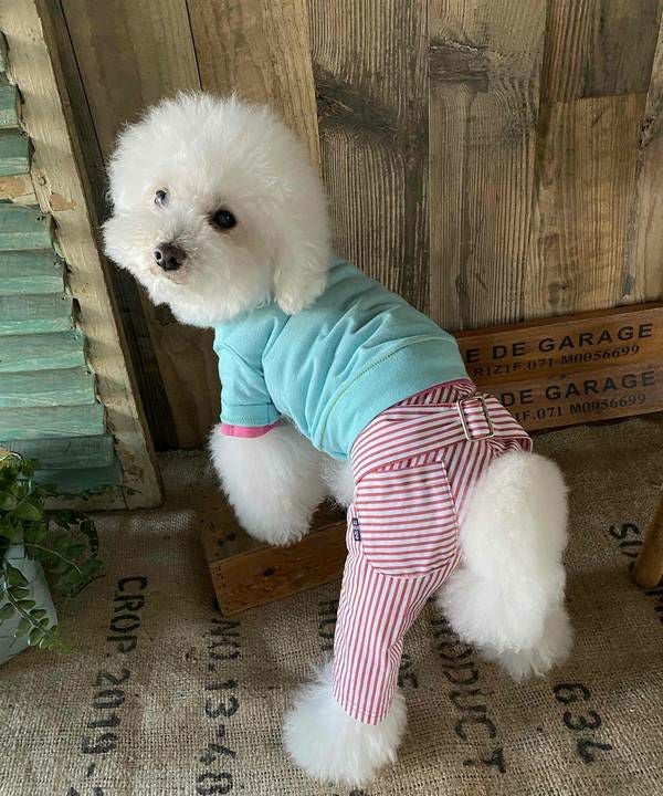 NベルトリボンストラPT | AS KNOW AS オンラインショップ