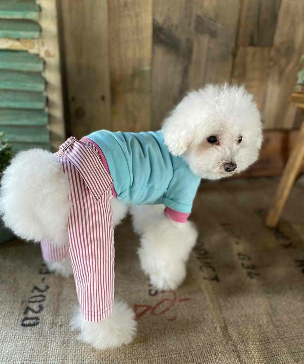 NベルトリボンストラPT | AS KNOW AS オンラインショップ