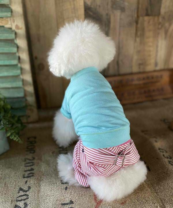 NベルトリボンストラPT | AS KNOW AS オンラインショップ