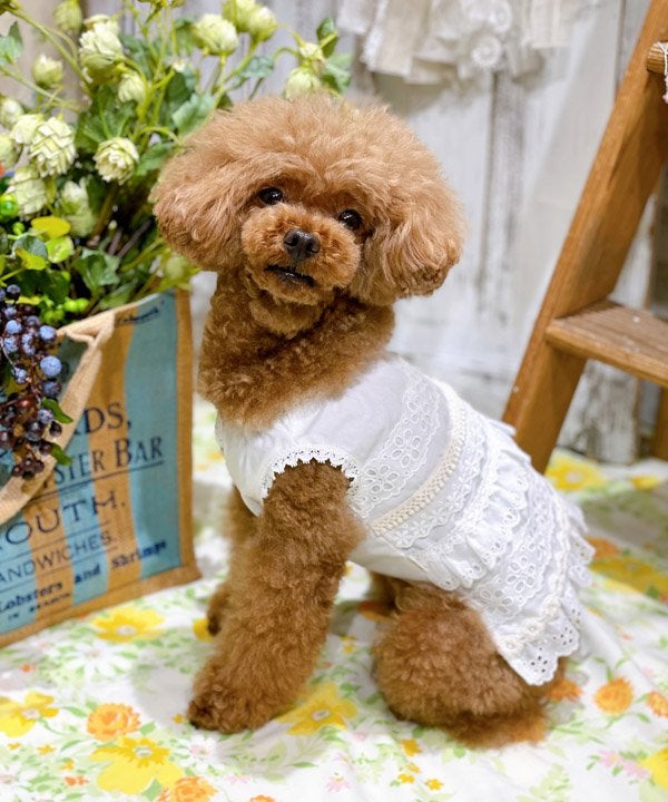 デワン | 愛犬とママ パパのお揃いコーデも取り扱う犬服通販サイト