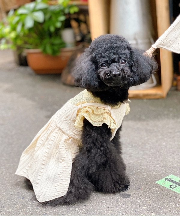 デワン | 愛犬とママ パパのお揃いコーデも取り扱う犬服通販サイト