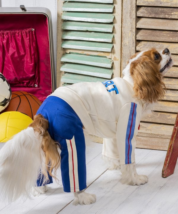 as know as dewan アズノゥアズデワン N ベルトリボンストラPT as know as dewan アズノゥアズデワン N ベルトリボンストラPT - 犬服