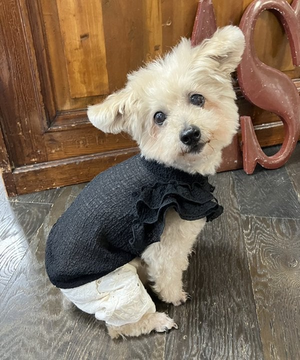 犬服　新品　as know as de wan シアーサッカーTK サイズ４ NシアーサッカーTK | AS KNOW AS オンラインショップ